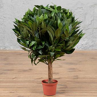 Искусственное растение Laurel Ball Tree 60 cm