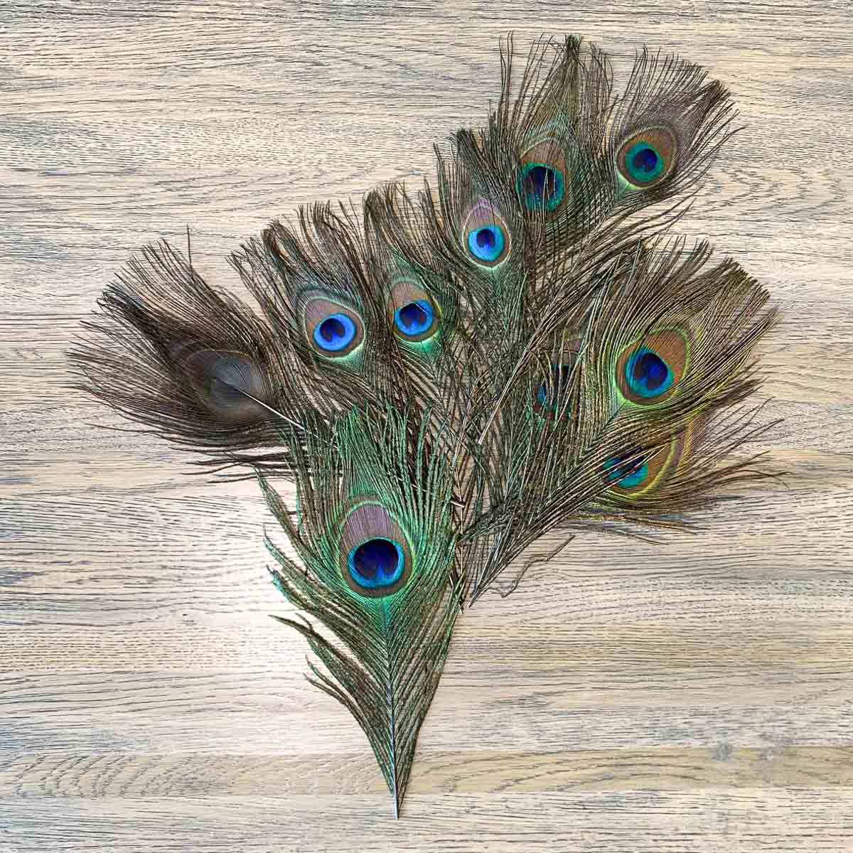 Винтажное перо павлина Vintage Peacock Feather Extra Small, Винтаж | Home  Concept