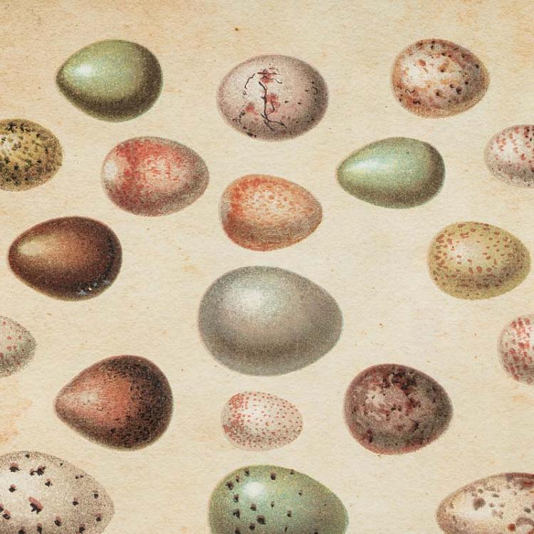 Картина-принт Яйца Animals Eggs