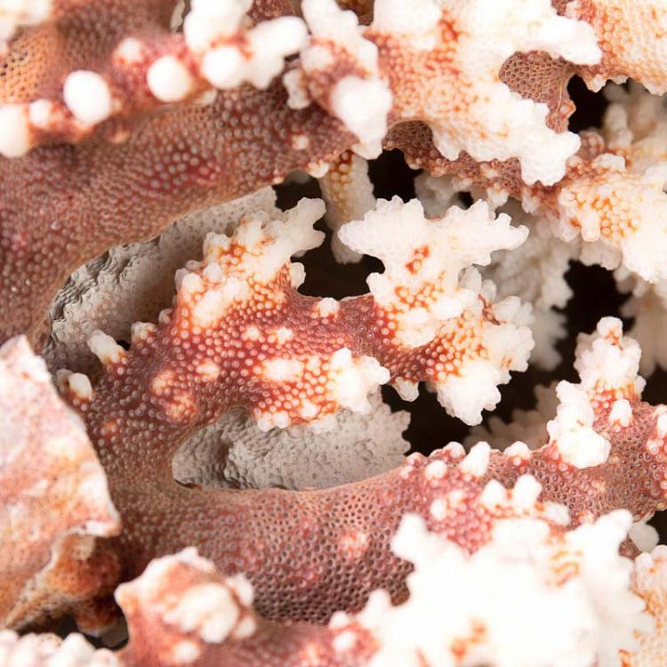 Ветка коралла, L Corail Buisson Avec Cites Large