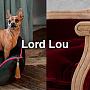 Собакам и кошкам тоже нравится наша мебель - новинки Lord Lou в наличии в Home Concept