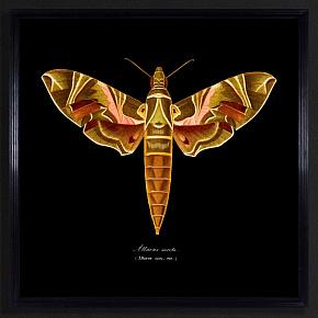 Entomology Brown Flat Moth