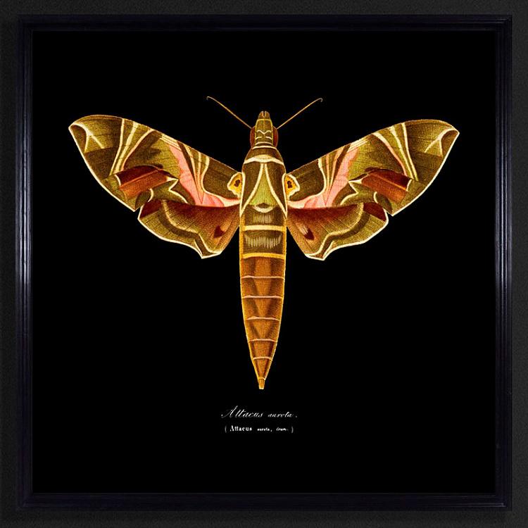 Картина-принт Коричневая Моль, чёрный фон Entomology Brown Flat Moth