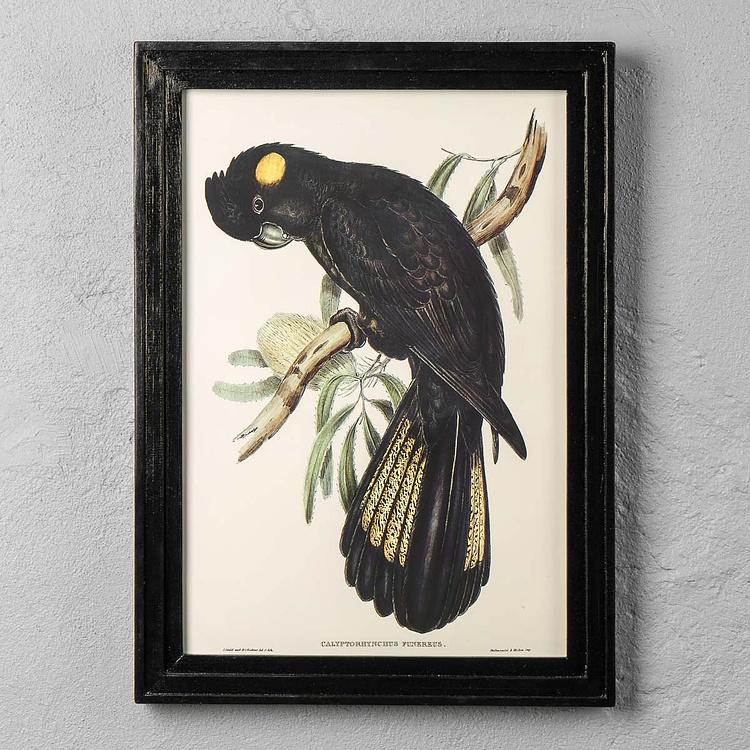 Картина-принт Чёрный какаду Calyptorhynchus Funereus Print