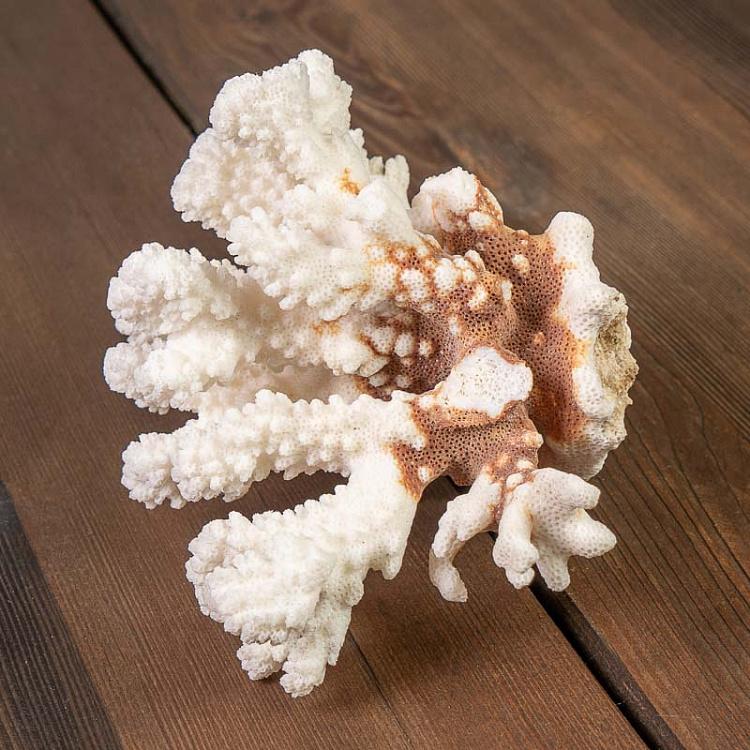 Винтажный натуральный морской коралл 8 Vintage Coral 8