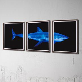 Set Of 3 Great White Shark, Pewter Frame
