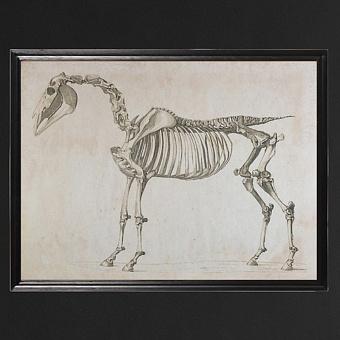 Animal Horse Skeleton