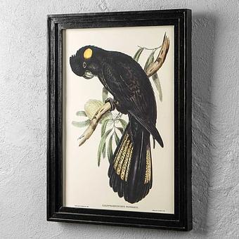 Calyptorhynchus Funereus Print