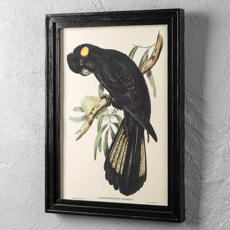 Картина-принт Чёрный какаду Calyptorhynchus Funereus Print