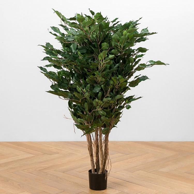 Undersized Multi Barreled Ficus Benjamina 100 cm