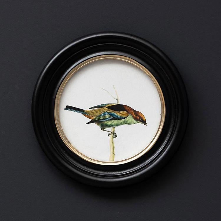 Набор из трёх картин-принтов в круглых рамах Цветные птицы Set Of 3 Round Frames Colored Birds