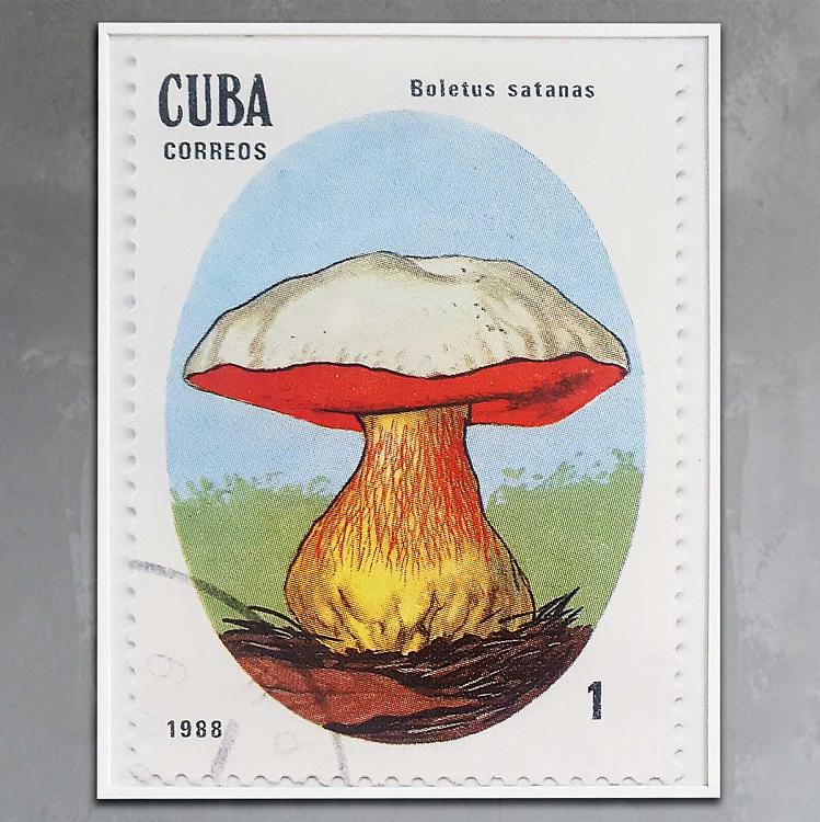 Фотография в рамке Боровик Сатанас, почтовая марка Кубы Boletus Satanas, Cuba Postage Stamp