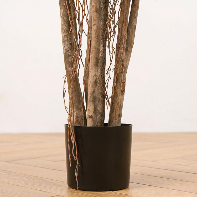 Искусственный фикус Бенджамина карликовый многоствольный Undersized Multi Barreled Ficus Benjamina 100 cm