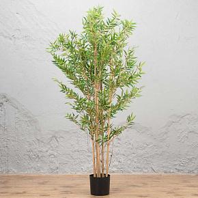 Japanese Oriental Bamboo 150 cm