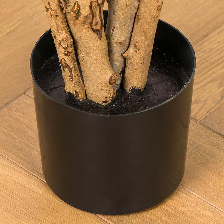 Искусственное растение Anita Dracaena Reflexa 150 cm - ракурс 6