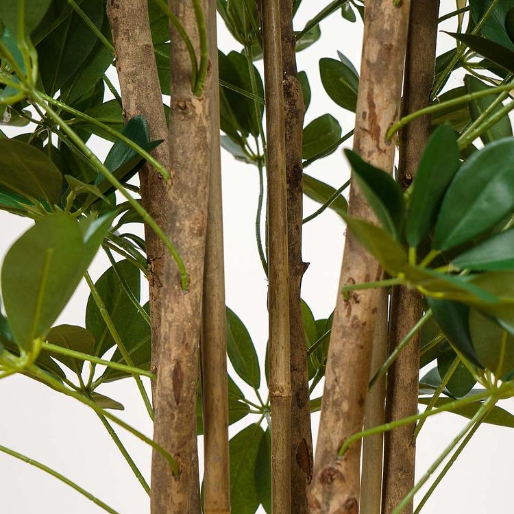 Искусственное растение Columnar Variegated Schefflera 195 cm - ракурс 5