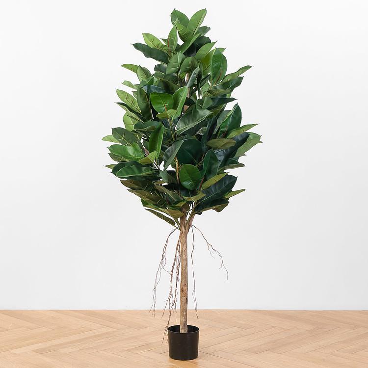 Искусственный Фикус Эластика, L Elastica Ficus Tree 180 cm