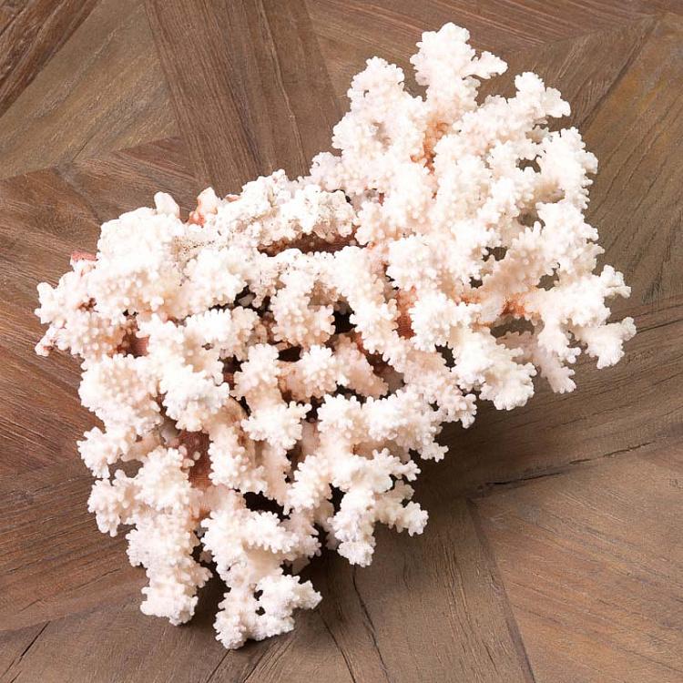 Ветка коралла, L Corail Buisson Avec Cites Large