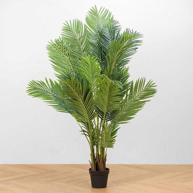 Areca Chrysalidocarpus Palm 170 cm