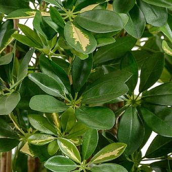 Искусственное растение Columnar Variegated Schefflera 195 cm - ракурс 2