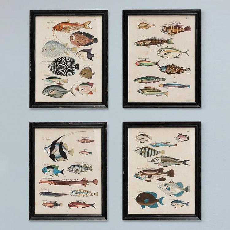 Set Of 4 Frames Multicolor Fish Louis Renard