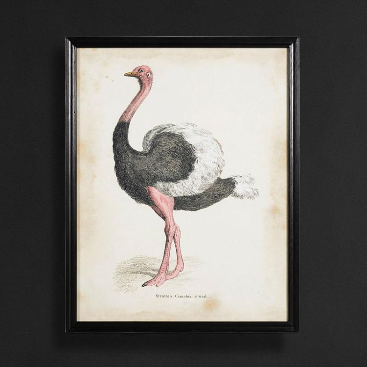 Картина-принт Страус Animal Ostrich