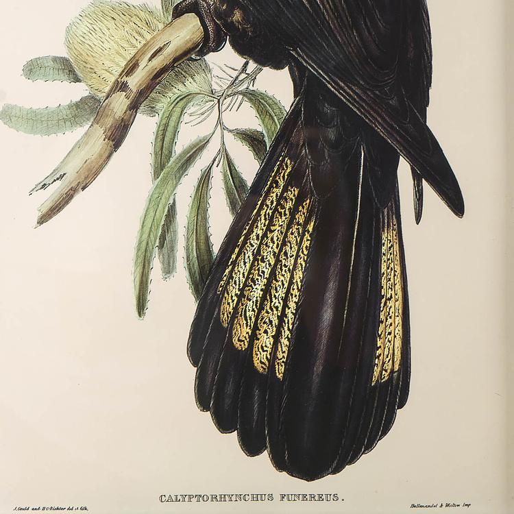 Картина-принт Чёрный какаду Calyptorhynchus Funereus Print