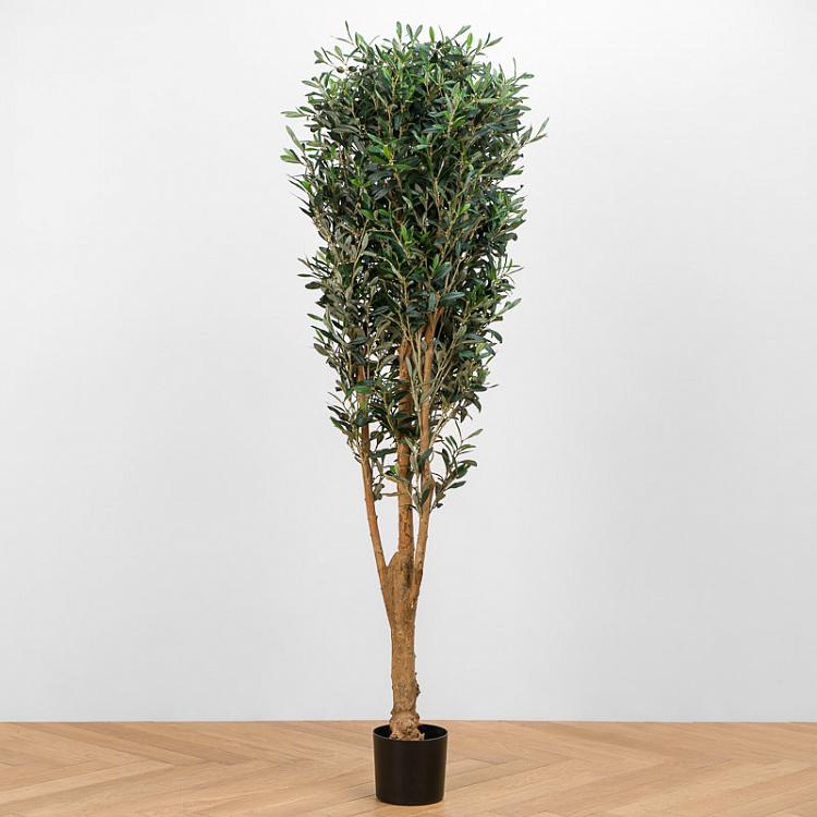Forest Olive With Fruits 170 cm