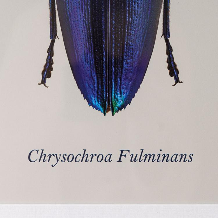 Фото-принт в чёрной раме Жук 3 Chrysochroa Fulminans, ECB Frame