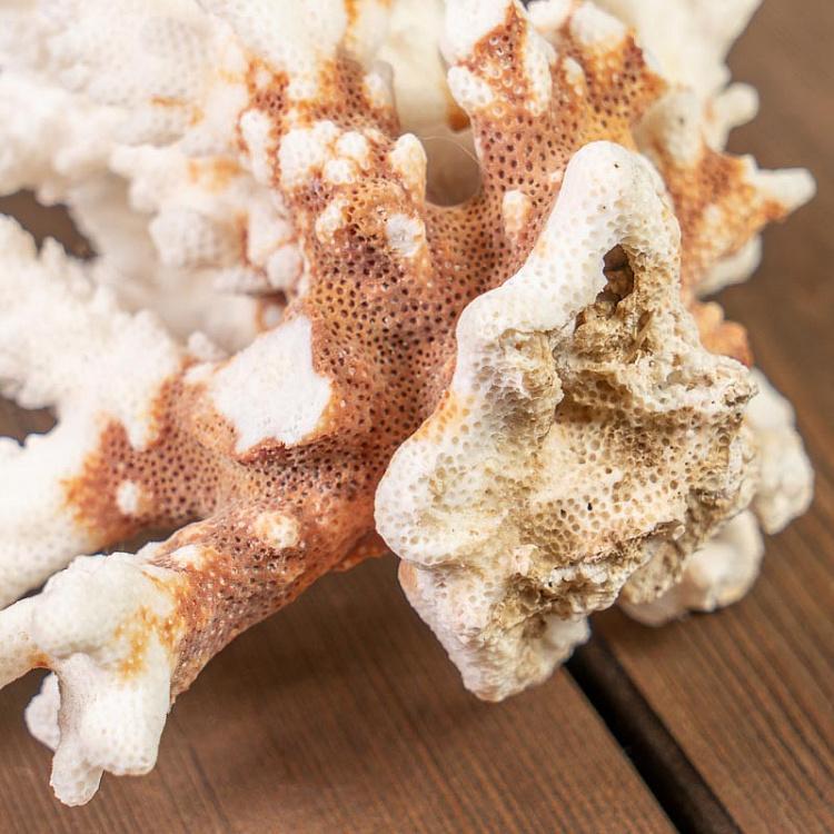 Винтажный натуральный морской коралл 8 Vintage Coral 8