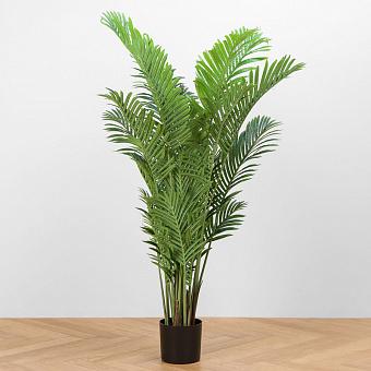 Areca Chrysalidocarpus Palm 150 cm
