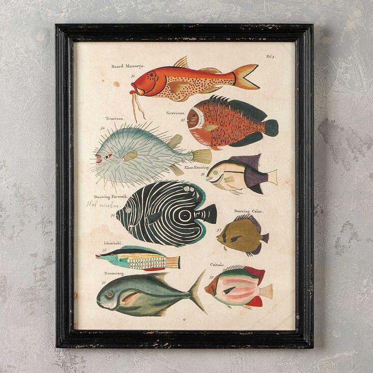 Набор из четырёх картин-принтов Разноцветные рыбки Луи Ренар Set Of 4 Frames Multicolor Fish Louis Renard