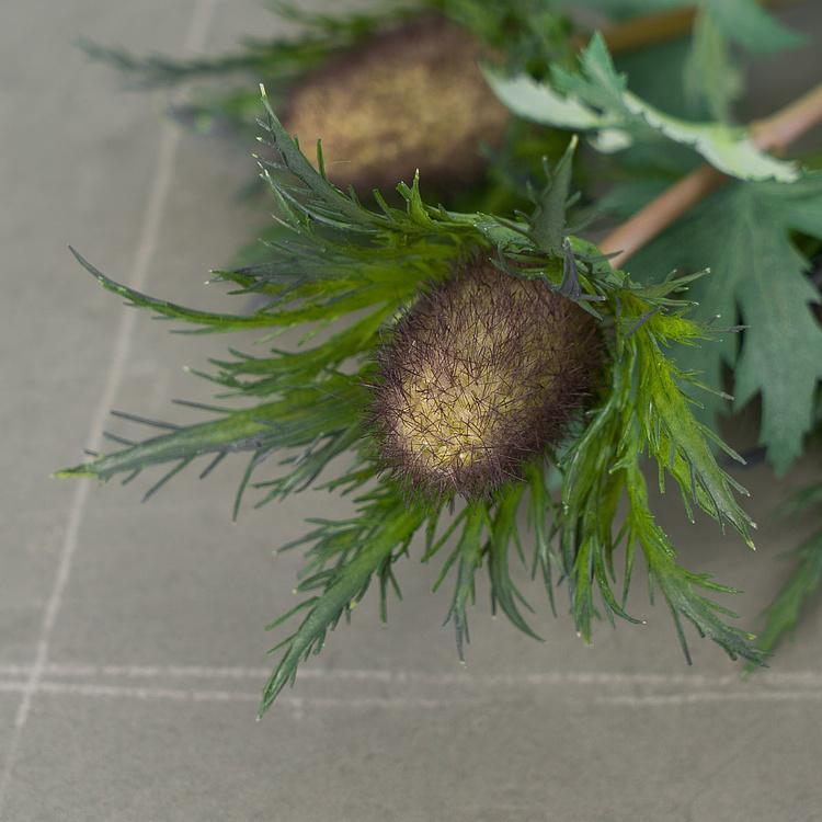 Искусственный дымчато-фиолетово-зелёный эрингиум Гигант Giganteum Eryngium Smoky Purple 75 cm