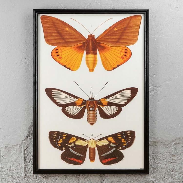 Картина-принт Три Бабочки, белый фон Entomology Three Butterflies