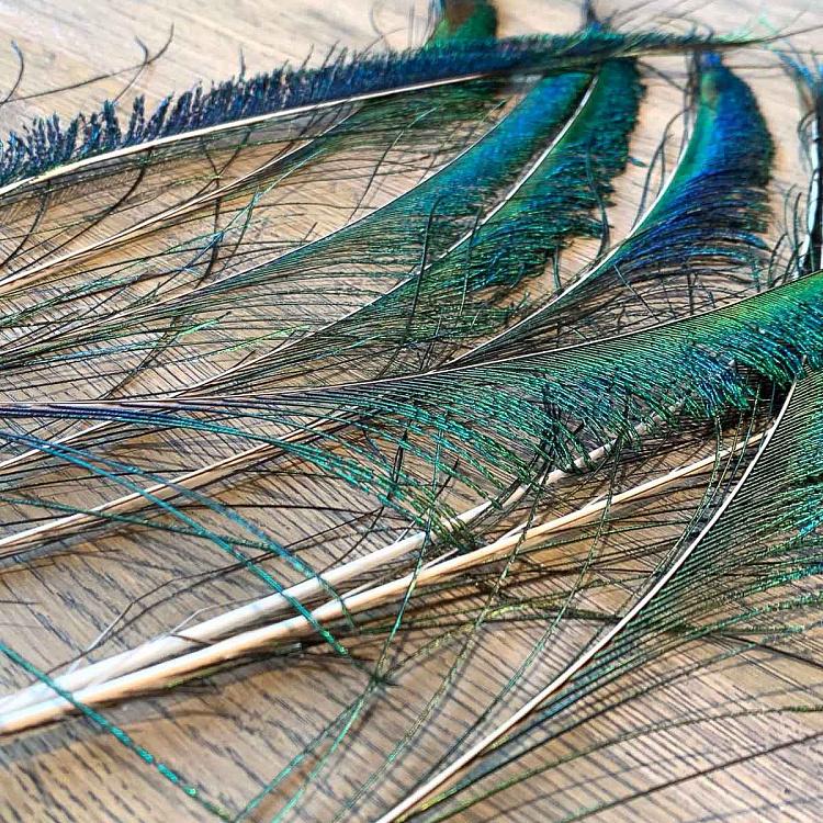 Винтажное перо павлина без рисунка глаза Vintage Peacock Feather Without Eye