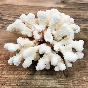 Vintage Coral 13