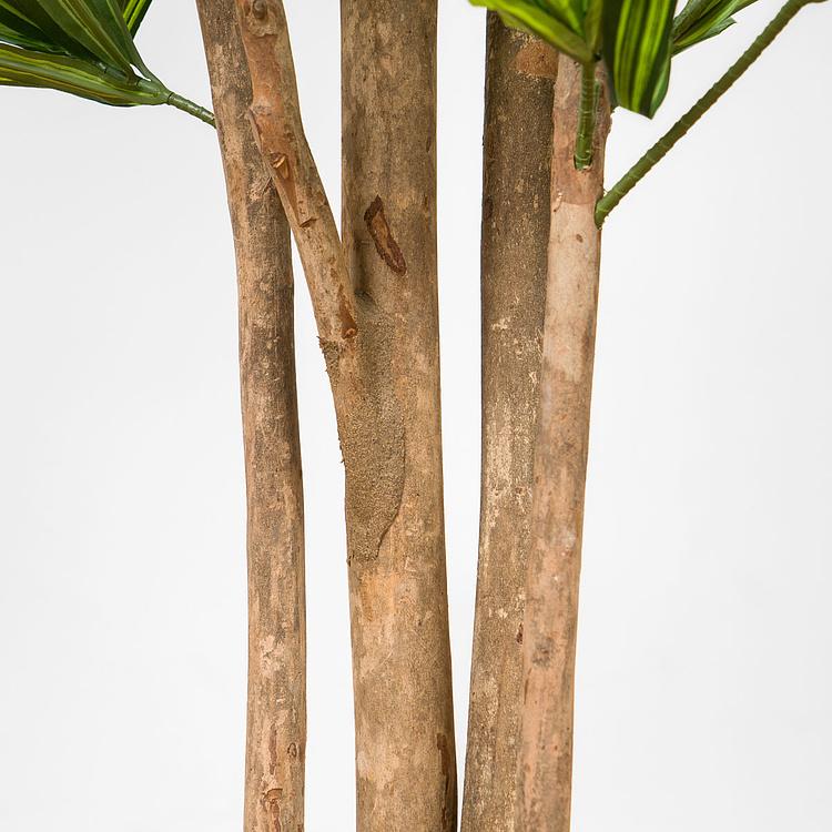 Искусственное дерево Natural Dracaena Reflexa 180 cm - ракурс 4