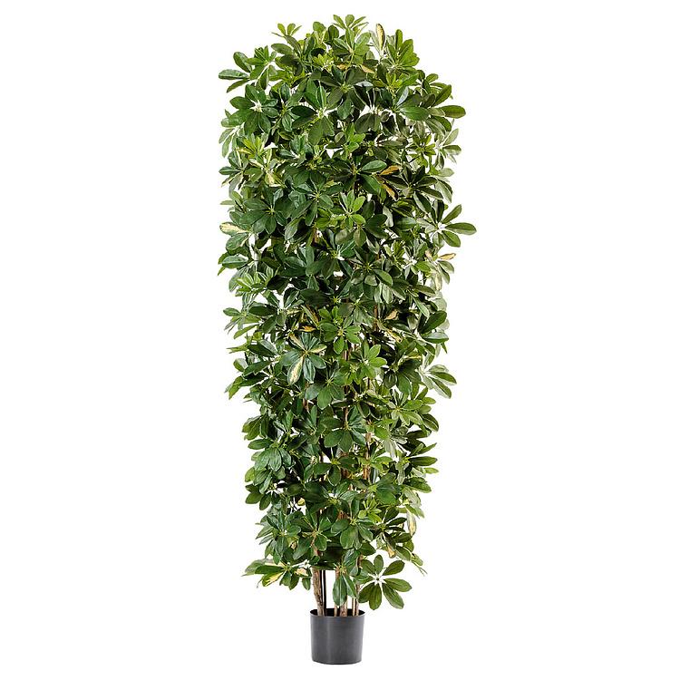 Искусственное растение Columnar Variegated Schefflera 195 cm