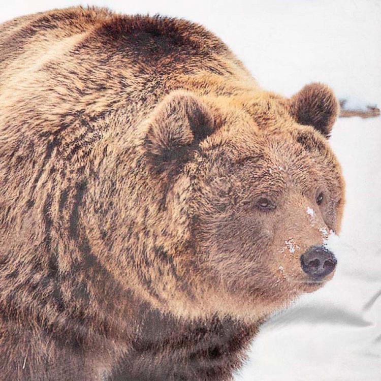 Декоративная подушка Медведь в снегу Bear In Snowy Landscape Cushion