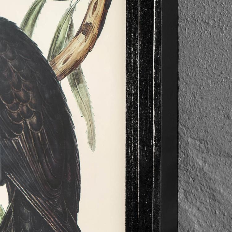 Картина-принт Чёрный какаду Calyptorhynchus Funereus Print