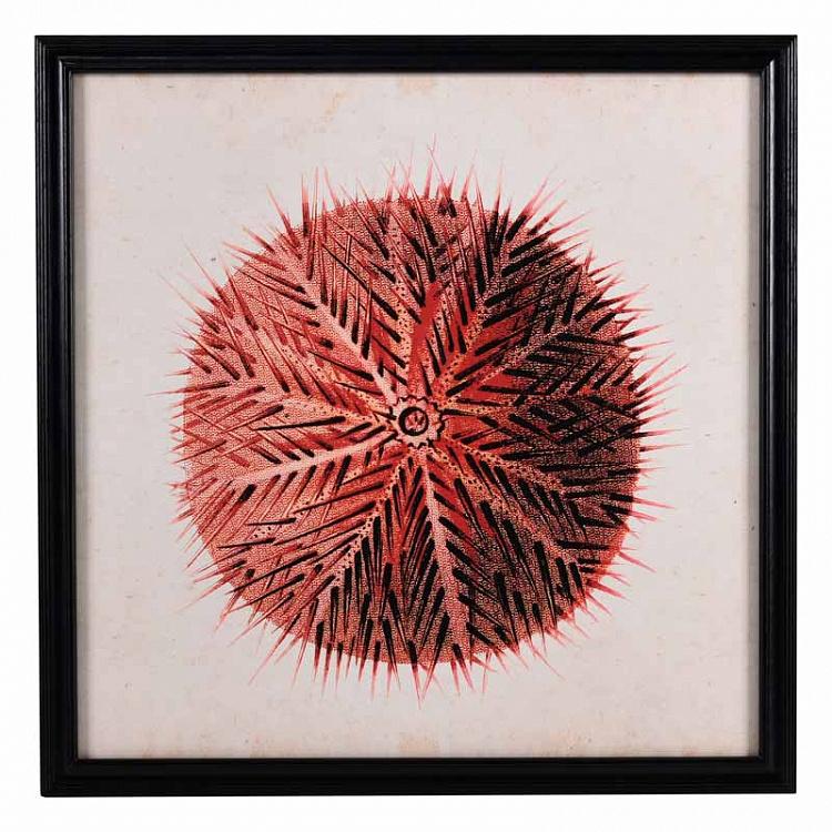Urchin Red