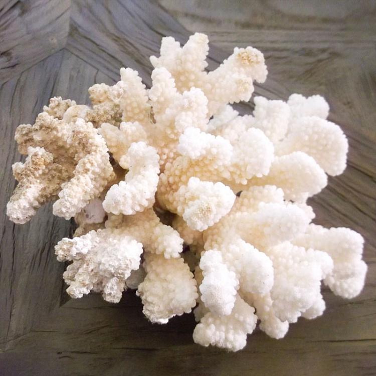 Винтажный натуральный морской коралл 10 Vintage Coral 10