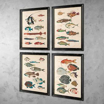 Набор из 4-х картин-принтов Set Of 4 Frames Multicolor Fish Louis Renard
