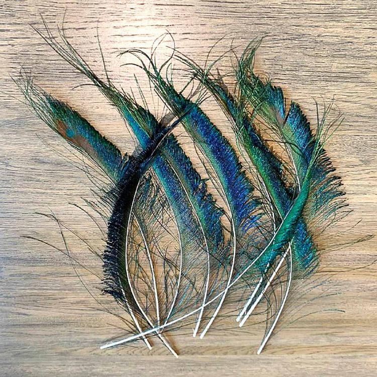 Винтажное перо павлина без рисунка глаза Vintage Peacock Feather Without Eye