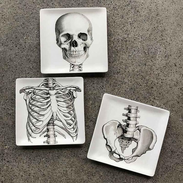 Набор из трёх тарелок Скелет Set Of 3 Plates Sciences Nat
