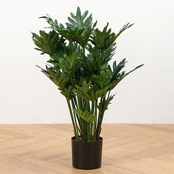Xanadu Philodendron Bush 75 cm