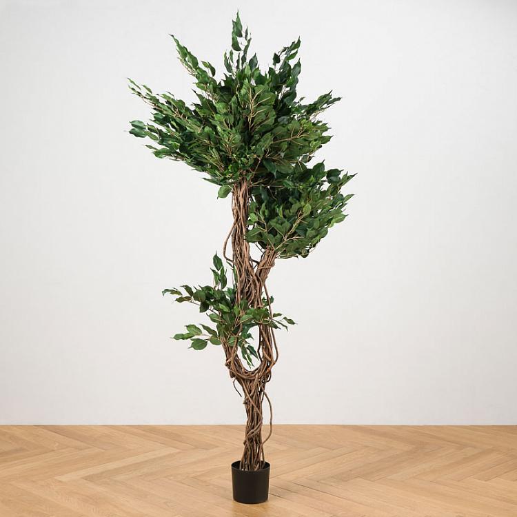 Искусственный фикус Бенджамина Селеста, 180 см Celeste Ficus Benjamina 180 cm