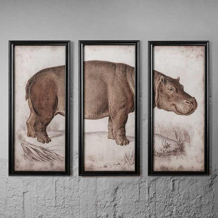 Модульная картина-принт Гиппопотам из 3х частей Set Of 3 Nature Hippo