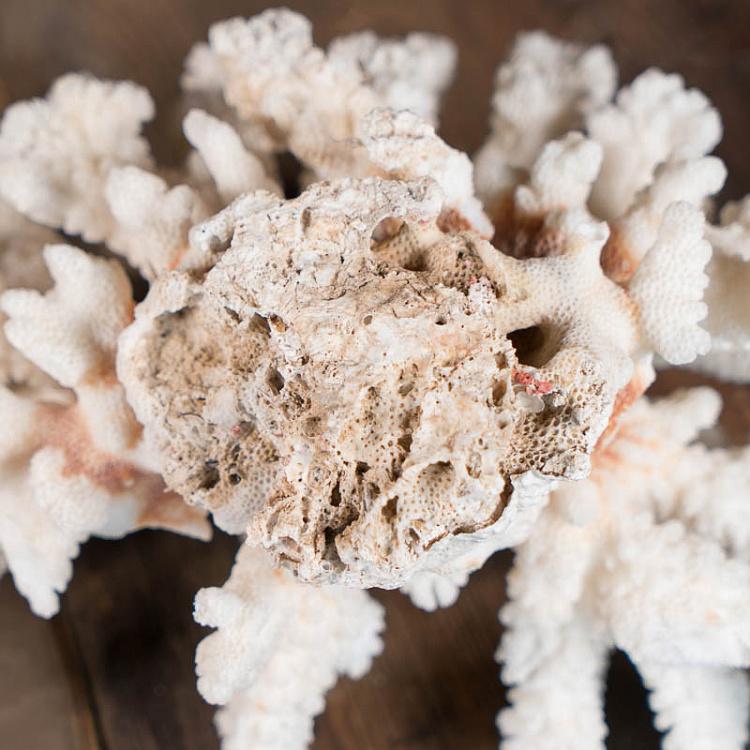Винтажный натуральный морской коралл Vintage Coral