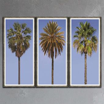 Модульный фото-принт Set Of 3 Tall Palms, Pewter Frame